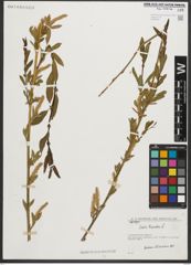 Foto von Salix triandra L.